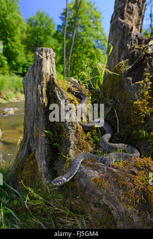 Couleuvre à collier (Natrix natrix), juste avant de l'écorcher à une berge, Allemagne, Bavière, Parc National de la Forêt bavaroise Banque D'Images