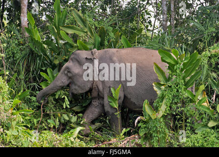 Bornes d'Éléphants nains borneensis (Elephas maximus), dans les forêts tropicales, avec un dispositif de repérage autour du cou, de la Malaisie, Bornéo, Sabah, rivière Kinabatangan Banque D'Images