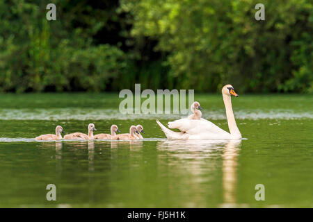 Mute swan (Cygnus olor), avec chick sur son dos, l'Autriche, Burgenland Banque D'Images