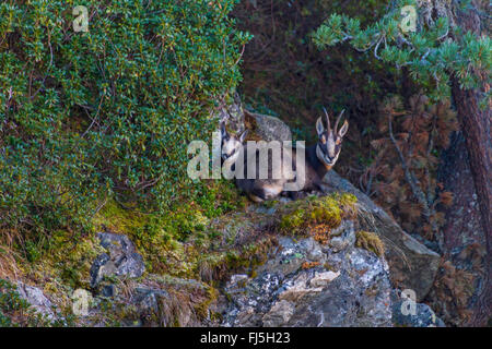 Chamois (Rupicapra rupicapra), femelle avec le faon reste sur une corniche dans une forêt de montagne, Suisse, Valais, Riederalp Banque D'Images