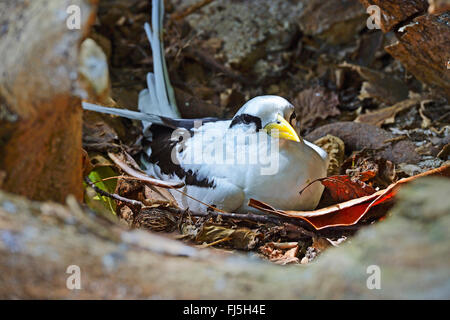 Le cerf (Phaethon lepturus tropic bird lepturus), niche dans un creux du tronc de palmier, Seychelles, Cousin Banque D'Images