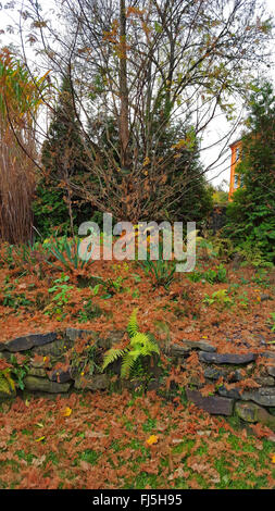 Mélèze (Larix kaempferi japonais), feuilles d'aiguille sur une pierre jardin avec mur en pierre sèche à l'automne, Allemagne Banque D'Images