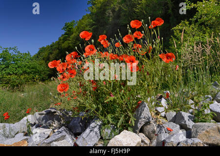 Pavot coquelicot, Commun, Rouge Coquelicot (Papaver rhoeas), maïs en fleurs coquelicots sur un tas de pierres naturelles, de l'Allemagne, la Bavière Banque D'Images