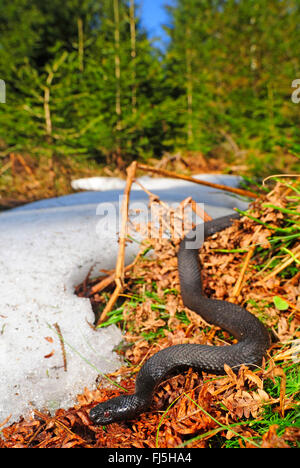 Adder, Viper, commune Politique européenne commune, Viper Viper (Vipera berus), black adder de soleil à côté de résidus de neige, melanistic morph, Allemagne, Forêt Noire, Suedschwarzwald Banque D'Images