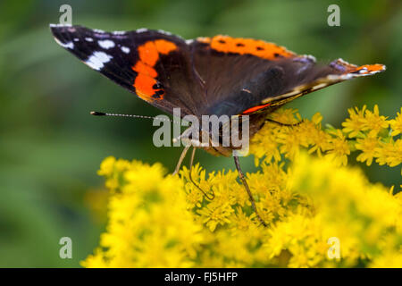 Vulcain (Vanessa atalanta, Pyrameis atalanta), homme sur la verge d'or, l'Allemagne, Mecklembourg-Poméranie-Occidentale Banque D'Images