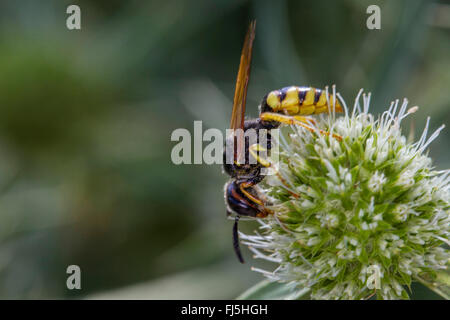 Bee-killer wasp, Bee-killer (Philanthus triangulum, Philanthus apivorus), sur terrain eryngo, Eryngium campestre, Allemagne, Mecklembourg-Poméranie-Occidentale Banque D'Images