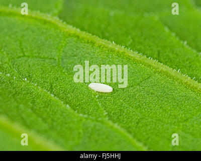 Hoverfly (Sphaerophoria scripta long), d'oeufs sur une feuille de feuillus (Rumex obtusifolius), Allemagne Banque D'Images