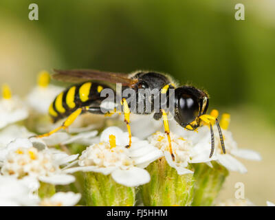 Digger wasp (Ectemnius lapidarius), les aires communes sur le millefeuille (Achillea millefolium), Allemagne Banque D'Images