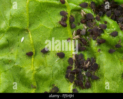 Hoverfly (Sphaerophoria scripta long), l'oeuf à côté d'une colonie de pucerons sur une feuille de feuillus (Rumex obtusifolius), Allemagne Banque D'Images