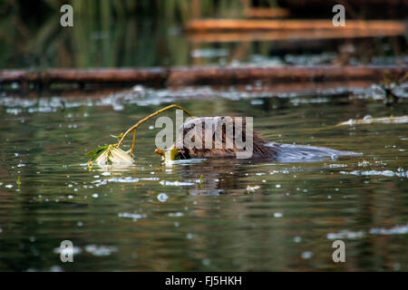 Le castor d'Eurasie, castor européen (Castor fiber), alimente une brindille de saule dans l'eau, la Suisse, le lac de Constance Banque D'Images