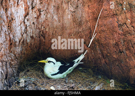 Le cerf (Phaethon lepturus tropic bird lepturus), niche dans un creux du tronc de palmier, Seychelles, Cousin Banque D'Images