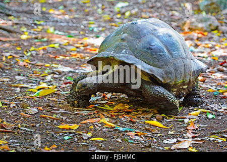 Tortue géante des Seychelles, Aldabran tortues géantes d'Aldabra, tortue géante (Aldabrachelys gigantea, Testudo gigantea, Geochelone gigantea, Megalochelys gigantea), sur l'alimentation, les Seychelles, Cousin Banque D'Images