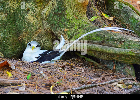 Le cerf (Phaethon lepturus tropic bird lepturus), niche dans un creux du tronc de palmier, Seychelles, Cousin Banque D'Images