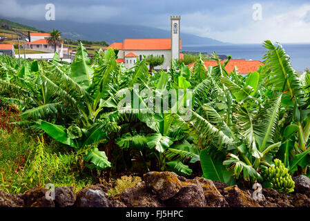 Banane (Musa paradisiaca, Musa x paradisiaca), plantation de banane à Santa Barbara, Portugal, Azores, Pico Banque D'Images