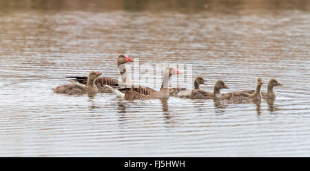 Grande famille cendrées sur le lac Banque D'Images