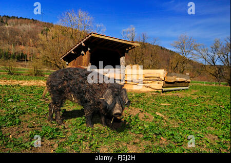 Mangalitsa, Mangalica, Mangalitza, cochon laineux (Sus scrofa domestica), f. de porc laineux debout sur un champ, Oberndorf am Neckar, Allemagne Banque D'Images