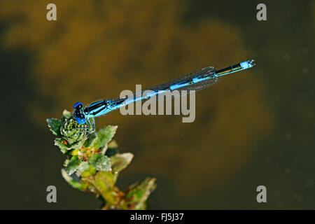 Gobelet-demoiselle marquée (Erythromma lindenii, Cercion lindenii, Coenagrion lindenii), homme, Allemagne Banque D'Images
