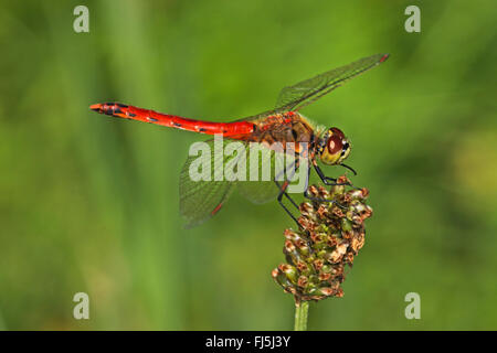 Orientale (Sympetrum sympetrum depressiusculum), homme, Allemagne Banque D'Images