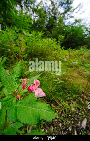 Balsamine de l'Himalaya Indien, rouge, sapin baumier, jewelweed, jewelweed ornementales casque de policier (Impatiens glandulifera), blooming, Allemagne Banque D'Images