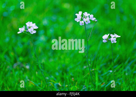 Bog Rose, fleur de Coucou, Lady's Smock, Milkmaids (Cardamine pratensis), la floraison, Allemagne, Bavière, Oberbayern, Haute-Bavière Banque D'Images