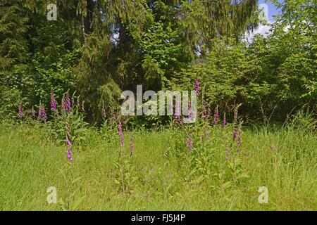 La digitale pourpre digitale, commune (Digitalis purpurea), qui fleurit sur une clairière, Allemagne, Forêt-Noire Banque D'Images