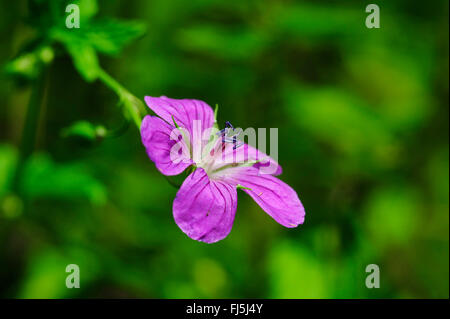 Géranium sanguin (Geranium spec.), fleur, Allemagne, Forêt-Noire Banque D'Images