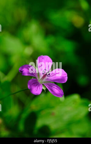 Géranium sanguin (Geranium spec.), fleur, Allemagne, Forêt-Noire Banque D'Images