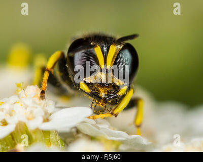 Digger wasp (Ectemnius lapidarius), l'achillée millefeuille (Achillea millefolium), Allemagne Banque D'Images