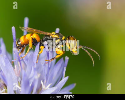 Digger wasp (Dinetus pictus), homme sur moutons peu Scabious (Jasione montana), Allemagne Banque D'Images