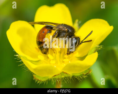 L'exploitation minière (abeille Andrena potentillae), femme qui se nourrissent de la fleur de Potentilla arenaria, Allemagne Banque D'Images