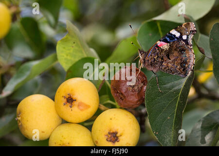 Vulcain (Vanessa atalanta, Pyrameis atalanta), aspire à des poires sauvages surmûris, Allemagne Banque D'Images