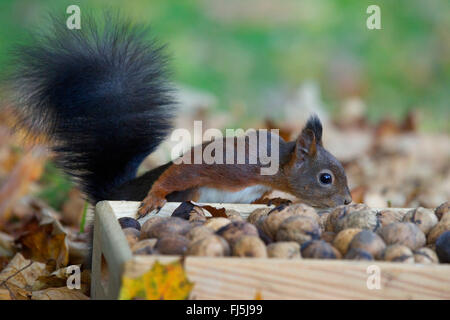 L'écureuil roux européen eurasien, l'écureuil roux (Sciurus vulgaris), rôdant à l'écrou fort, Allemagne, Rhénanie du Nord-Westphalie Banque D'Images