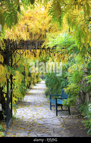 Wisteria floribunda (glycine du Japon, Glycine brachybotrys), pergola avec banc en automne, Allemagne Banque D'Images