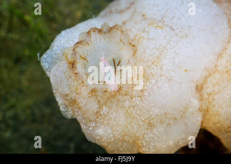 L'amphipode Commensal (spinicarpa spinicarpa Leucothoe, Gammarus, Leucothoe articulata), vivant à l'intérieur d'un ascidia Banque D'Images