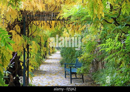 Wisteria floribunda (glycine du Japon, Glycine brachybotrys), pergola avec banc en automne, Allemagne Banque D'Images