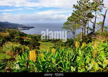 Banane (Musa paradisiaca, Musa x paradisiaca), plantation de banane avec vue de Sao Roque, Portugal, Azores, Pico Banque D'Images
