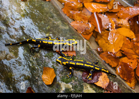 Salamandre terrestre européen (Salamandra salamandra), deux individus assis sur un rocher une forêt, un ruisseau, la suisse Sankt Gallen Banque D'Images