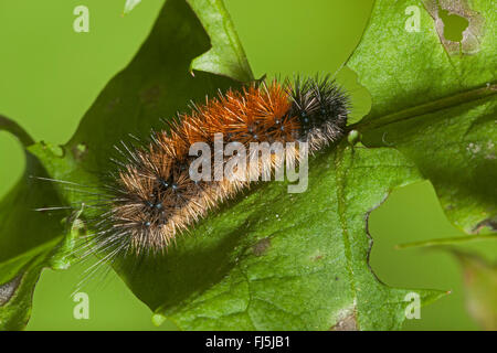 Parasemia plantaginis (Tiger Wood, Phalaena plantaginis), Caterpillar sur une feuille, Allemagne Banque D'Images