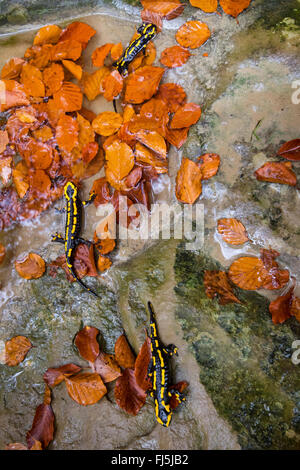 Salamandre terrestre européen (Salamandra salamandra), trois individus assis sur un rocher une forêt, un ruisseau, la suisse Sankt Gallen Banque D'Images