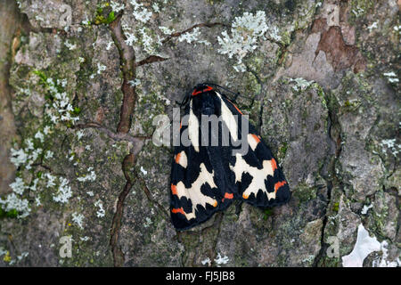 Parasemia plantaginis (Tiger Wood, Phalaena plantaginis), sur l'écorce, Allemagne Banque D'Images