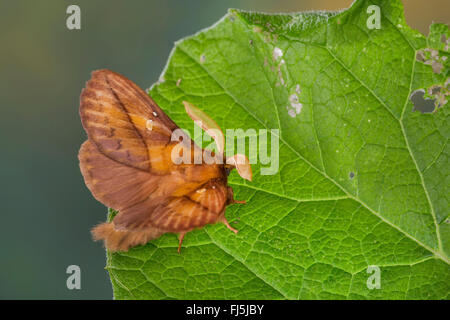 Le Buveur (Philudoria Euthrix potatoria, potatoria), homme, Allemagne Banque D'Images