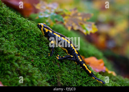 Salamandre terrestre européen (Salamandra salamandra), assis sur la mousse, Suisse, Sankt Gallen Banque D'Images