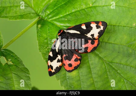 Parasemia plantaginis (Tiger Wood, Phalaena plantaginis), sur une feuille, Allemagne Banque D'Images