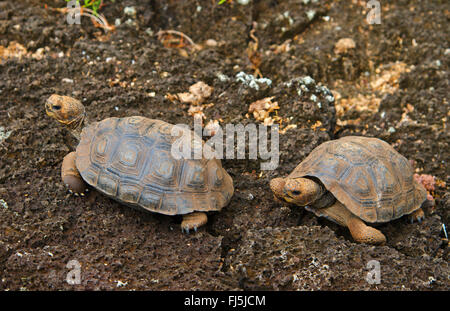 Galapagos tortue, tortue géante des Galapagos (porteri) (Chelonodis, Geochelone elephantopus porteri nigra porteri, Geochelone nigra porteri, Testudo elephantopus elephantopus porteri, Chelonoides porteri), deux jeunes tortues Galapagos sur le sol pierreux, Équateur, Îles Galápagos, Santa Cruz, Santa Cruz Highlands Banque D'Images