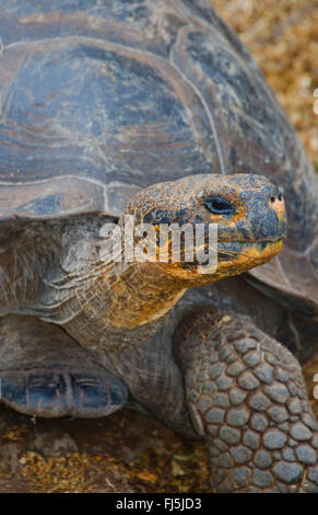 Galapagos tortue, tortue géante des Galapagos (porteri) (Chelonodis, Geochelone elephantopus porteri nigra porteri, Geochelone nigra porteri, Testudo elephantopus elephantopus porteri, Chelonoides porteri), Bon anniversaire, portrait, Équateur, Îles Galápagos, Santa Cruz, Santa Cruz Highlands Banque D'Images