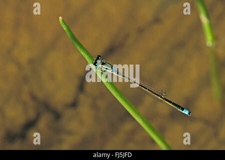 D'ischnura moindre, les rares à queue bleue (demoiselle d'Ischnura pumilio), homme, Allemagne Banque D'Images