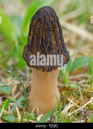 Morel (Morchella conica), seul dans un pré, champignon champignon comestible, Allemagne, Bavière, Oberbayern, Haute-Bavière Banque D'Images