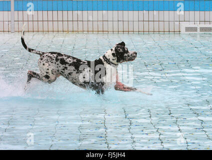 Grand Danois (Canis lupus f. familiaris), Arlequin Grand Danois qui traverse l'eau dans la baignoire, Allemagne Banque D'Images