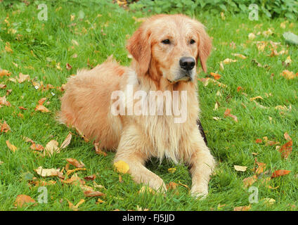 Golden Retriever (Canis lupus f. familiaris), deux ans et demi homme, Allemagne Banque D'Images