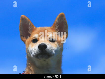 Shiba Inu (Canis lupus f. familiaris), dragonnet, portrait en face de ciel bleu, Allemagne Banque D'Images